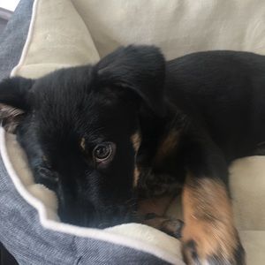 Meet your Posher, James